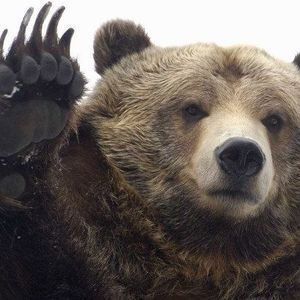 Meet your Posher, Elmer